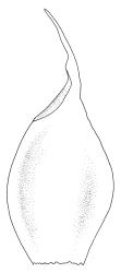 Gigaspermum repens, perichaetial leaf. Drawn from W. Martin s.n., 24 Aug. 1955, CHR 566139 A.
 Image: R.C. Wagstaff © Landcare Research 2015 